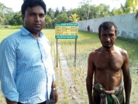 Demonstration plot of Community seed  production technology under NATP project