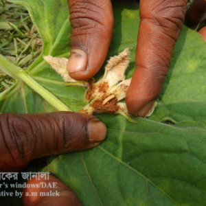 লাউয়ের মাছি পোকা